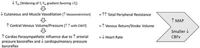 Post-exercise Body Cooling: Skin Blood Flow, Venous Pooling, and Orthostatic Intolerance